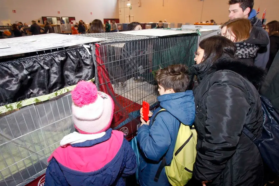 MARIAN - AGENZIA BIANCHI - PADOVA - FIERA DEI GATTI