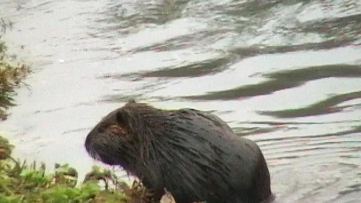 GAVAGVAGNIN RIP. FOTO DELLA NUTRIA VISTA NEI CANALI DI GIUSSAGO
