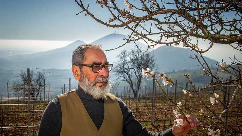 Cinto Euganeo (PD) 14 febbraio 2020. Il prof. Antonio Mazzetti accanto ai mandorli fioriti eccezionalmente a febbraio nella sommità del monte Fasolo.