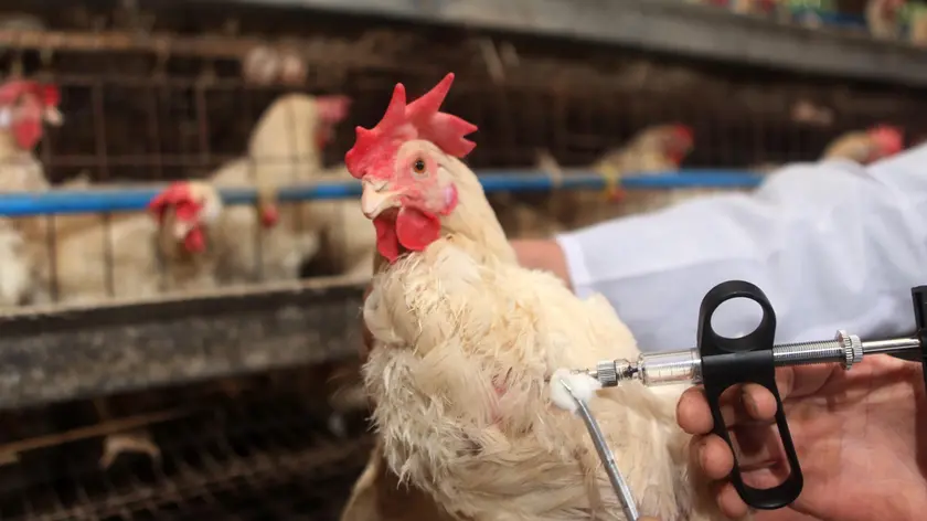 A chicken gets a shot of H5N1 bird flu vaccine at a chicken farm in Chongqing, Yongchuan district of southwest China, 05 April 2013. China has reported 16 human cases of the new H7N9 bird flu virus, including six deaths. ANSA/SI CHUAN CHINA OUT