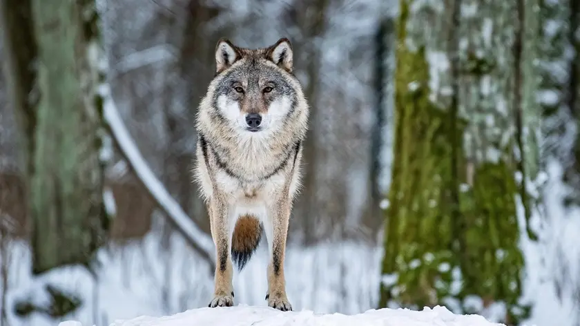 Wolf (Canis lupus) in the Show Reserve in Bia=owie????a, Eastern Poland, 5 January 2019. ANSA/Wojciech Pacewicz POLAND OUT