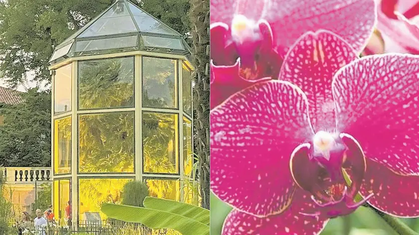 Una delle splendide serre dell'Orto Botanico di Padova e a destra una bellissima orchidea