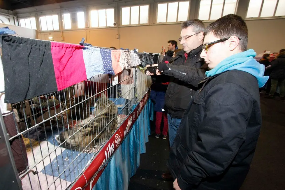 MARIAN - AGENZIA BIANCHI - PADOVA - FIERA DEI GATTI