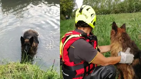 Il pastore tedesco prima e dopo il salvataggio (foto Vigili del fuoco)