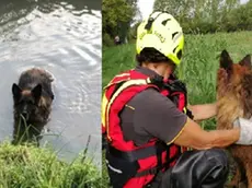 Il pastore tedesco prima e dopo il salvataggio (foto Vigili del fuoco)