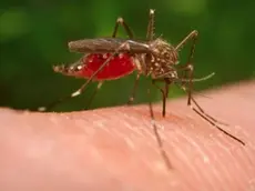 La sorveglianza entomologica dell'Izsve prevede l'utilizzo di 92 trappole per la cattura delle zanzare fra Veneto e Friuli Venezia Giulia