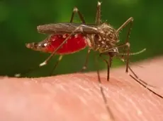 La sorveglianza entomologica dell'Izsve prevede l'utilizzo di 92 trappole per la cattura delle zanzare fra Veneto e Friuli Venezia Giulia