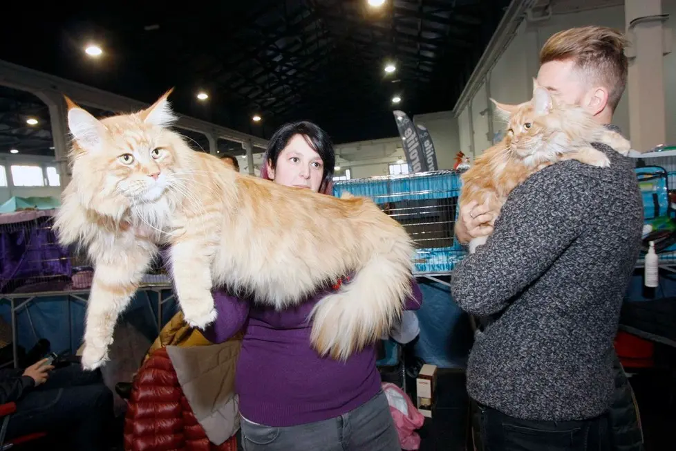 MARIAN - AGENZIA BIANCHI - PADOVA - FIERA DEI GATTI. ZEUS