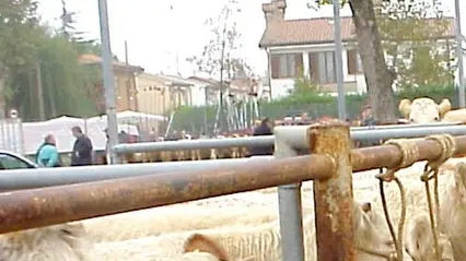 Fiera bestiame Piove 12.11.00 Belluco FOTOPIRAN