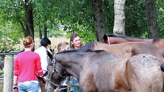 BELLUCO INCIDENTE FERITA DA CAVALLO FIERA TREBASELEGHE BELLUCO