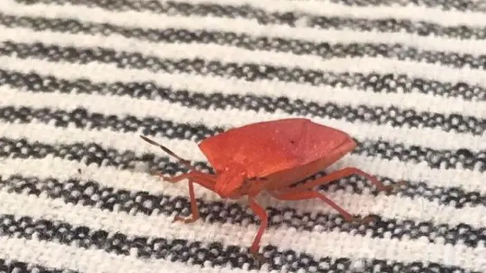 La cimice rossa fotografata a San Pietro in Gu