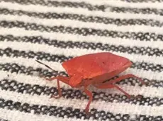 La cimice rossa fotografata a San Pietro in Gu