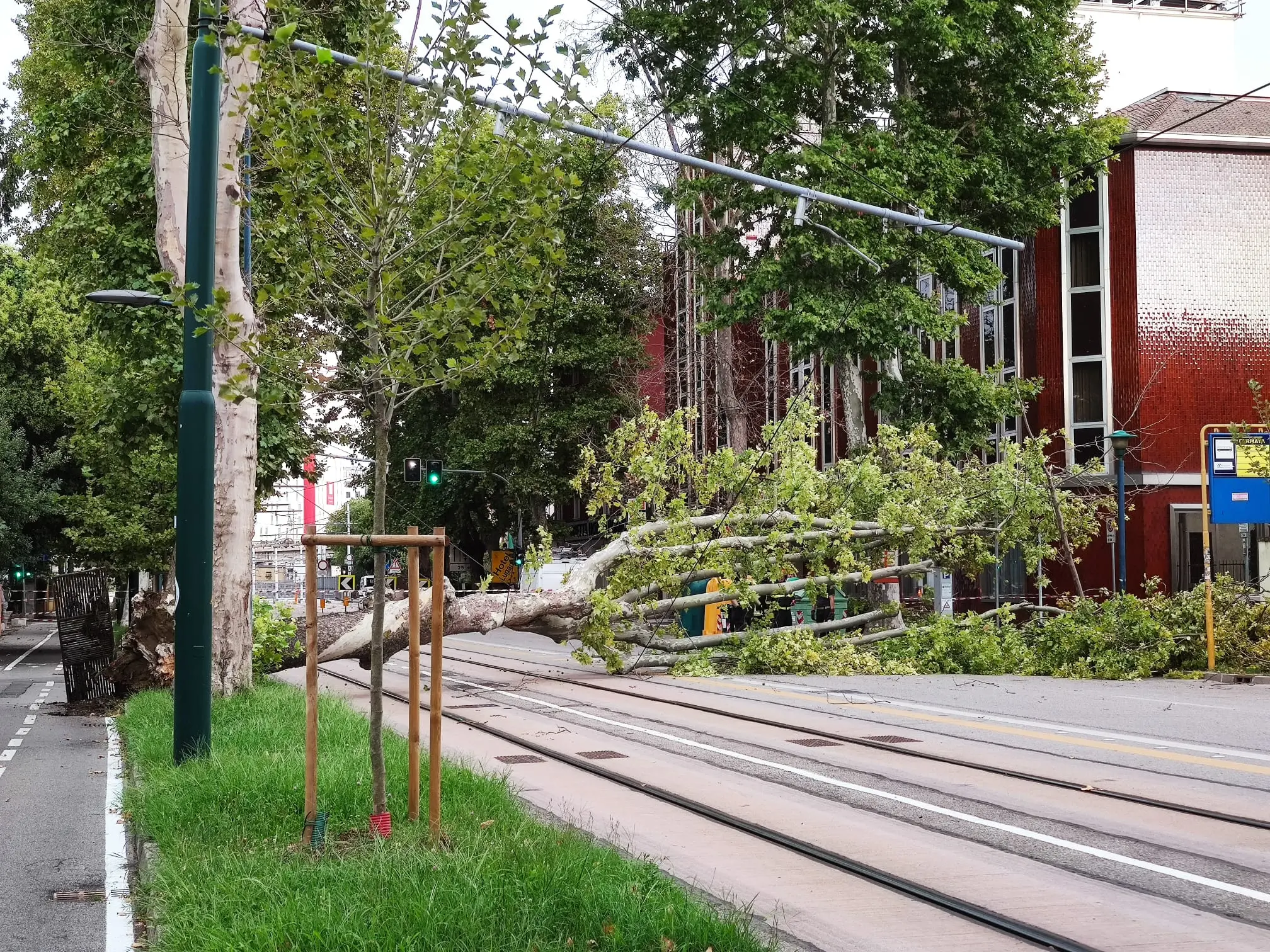L'albero caduto sui binari a Marghera (foto Lorenzo Press)