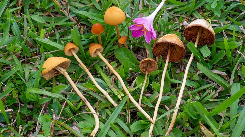 Esemplari di funghi Conocybe