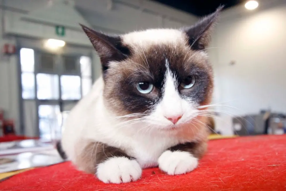 MARIAN - AGENZIA BIANCHI - PADOVA - FIERA DEI GATTI. SNOW SHOW