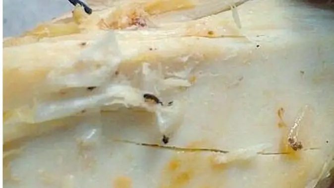 Il pollo allo spiedo con le larve venduto a un cliente di Arsego che ha fatto denuncia