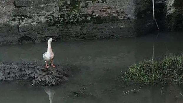 L’oca Martina sotto al ponte di San Francesco in centro a Este (foto tratta dal gruppo Facebook "L'Altra Este")