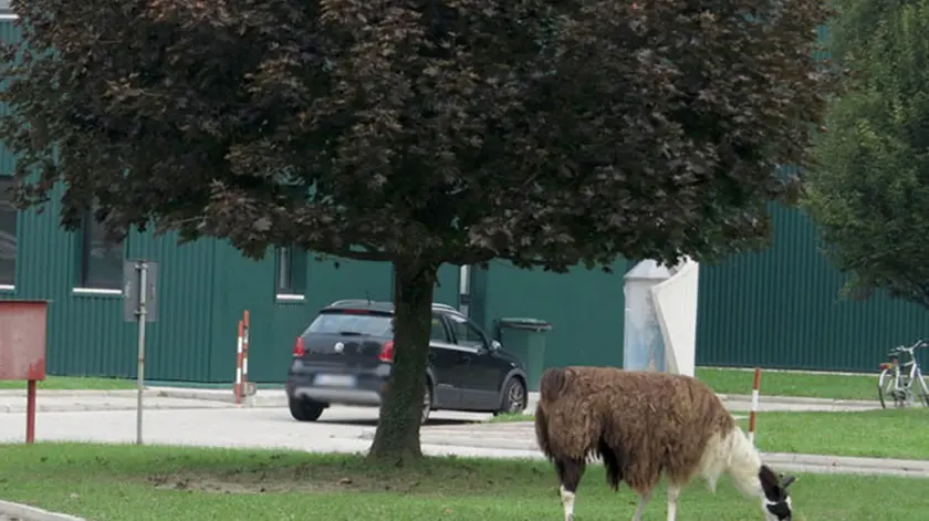 MALFITANO LAMA CORTILE DITTA NUOVA FNT Z.I. CAMIN