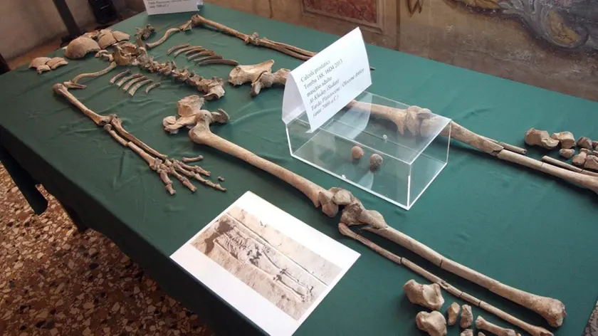 BARON - AGENZIA BIANCHI - PADOVA - MUSEO DI PALEONTOLOGIA