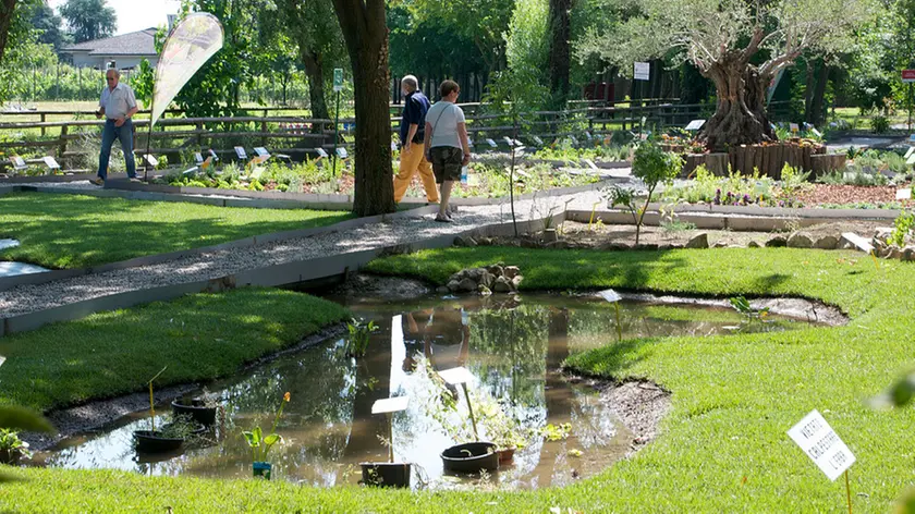 monselice 14/06/2014 innaugurazione del giardino botanico all'interno del parco Buzzaccarini di Monselice nella foto: il giardino botanico all'interno del parco buzzaccarini di Monselice ph zangirolami