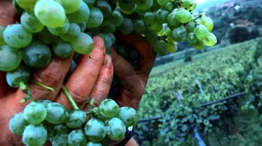 VENDEMMIA Sui Colli si parte con l’uva bianca