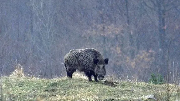 Uno dei cinghiali allo stato brado sui Colli Euganei