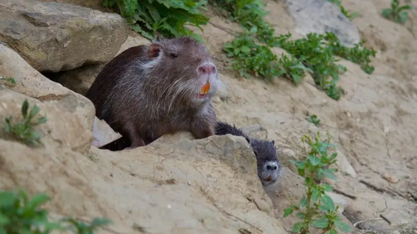 Una nutria in un argine del Padovano