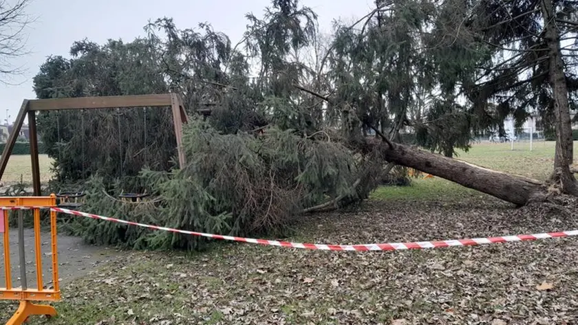 L'albero caduto sulle altalene