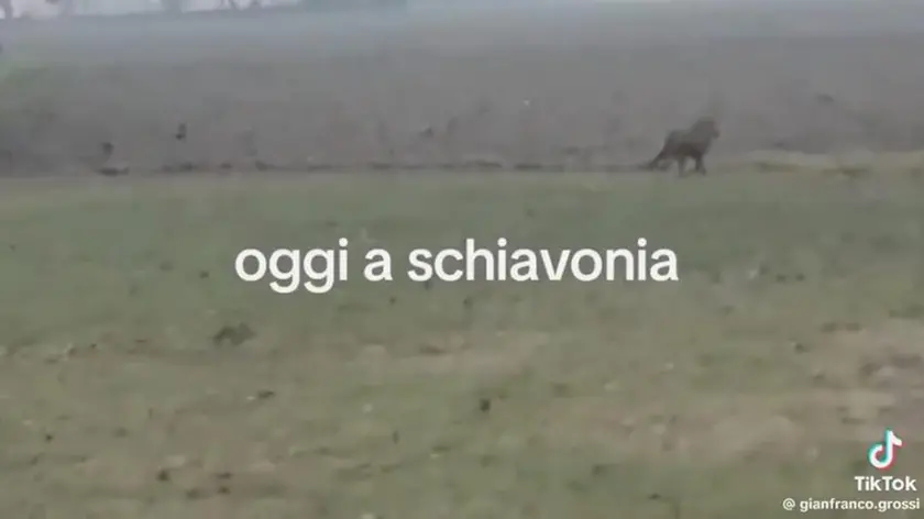 Un frame del video del lupo girato a Schiavonia