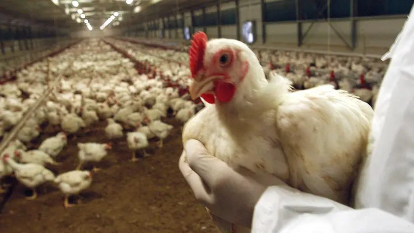 Un allevamento di galline ovaiole