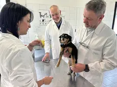 Servizio veterinario a Padova