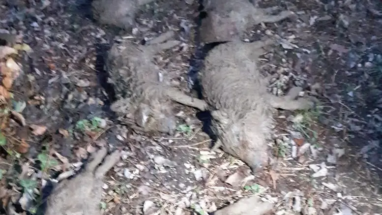 Gli otto cuccioli di cinghiale uccisi e lasciati in via Bettone a Teolo