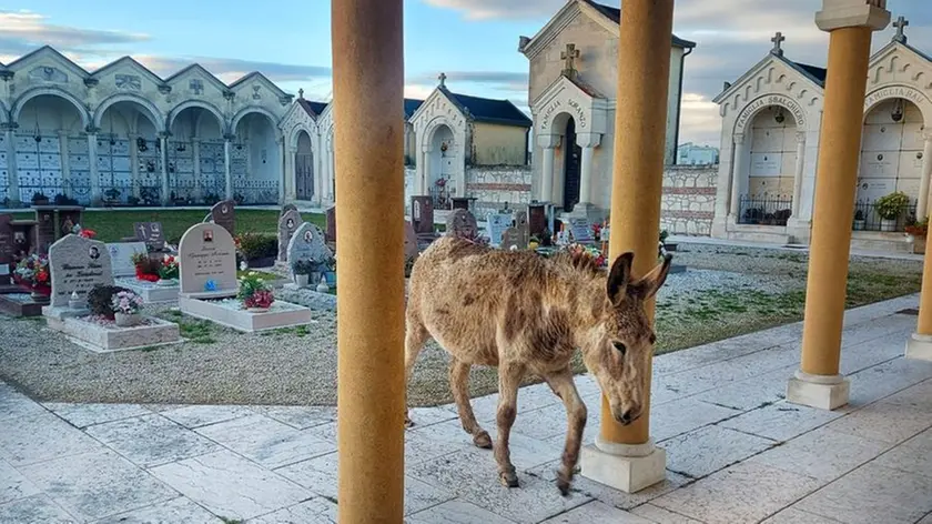 Gli asini che hanno invaso il cimitero di Montegaldella