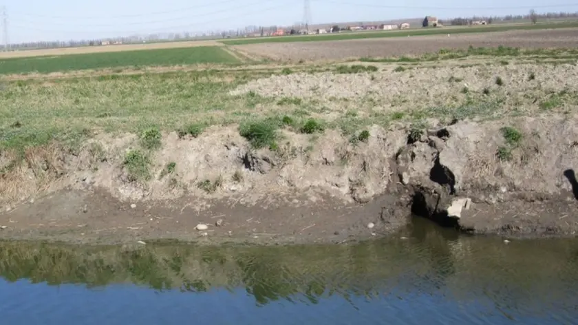 I danni agli argini fatti dalle nutrie