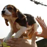 Un cucciolo di beagle viene salvato da alcuni animalisti entrati nell'allevamento Green Hill di Montichiari (foto Archivio)