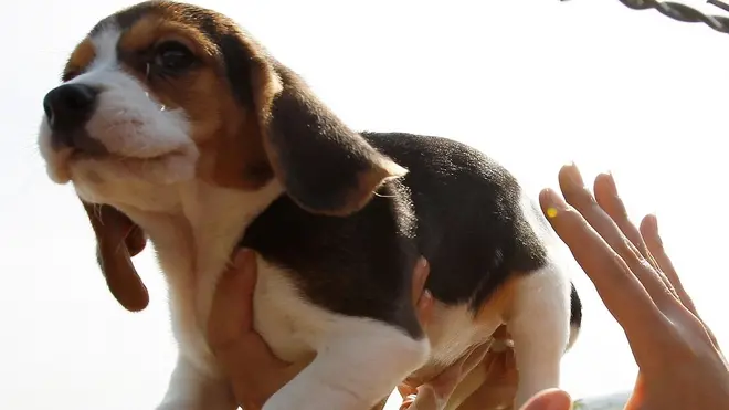 Un cucciolo di beagle viene salvato da alcuni animalisti entrati nell'allevamento Green Hill di Montichiari (foto Archivio)