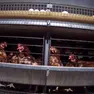 Ecco le immagini dell'allevamento di galline veneziano diffuse da Essere Animali