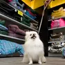 A Padova vola la pet economy