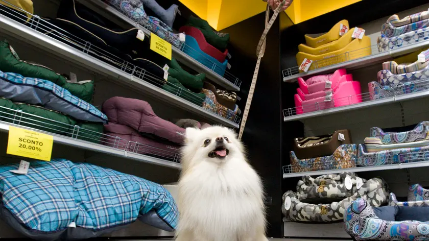 A Padova vola la pet economy