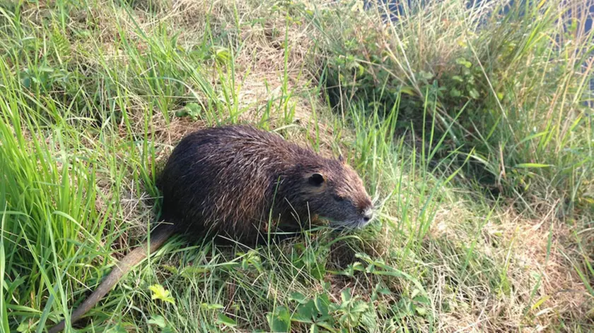 Una nutria, la Regione Veneto ha appronttao un piano per l'abbattimento di questa specie