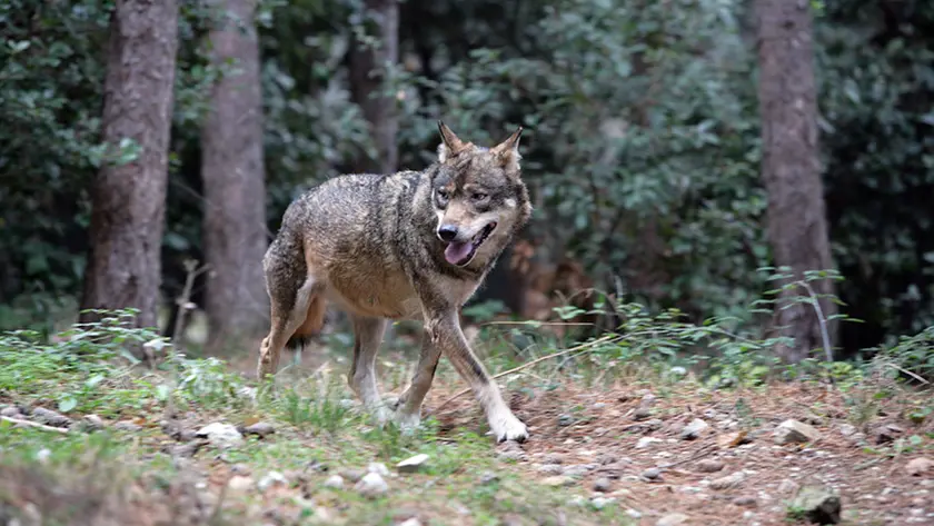 Un lupo nel boschi del Bellunese