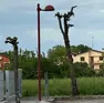 Gli alberi capitozzati