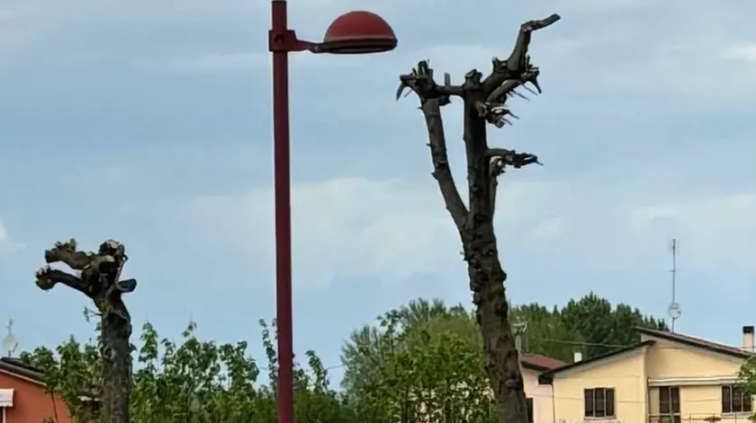 Gli alberi capitozzati