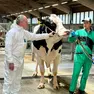 Il presidente Zaia con il super toro Crisalis