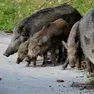 Una famiglia di cinghiali cerca del cibo