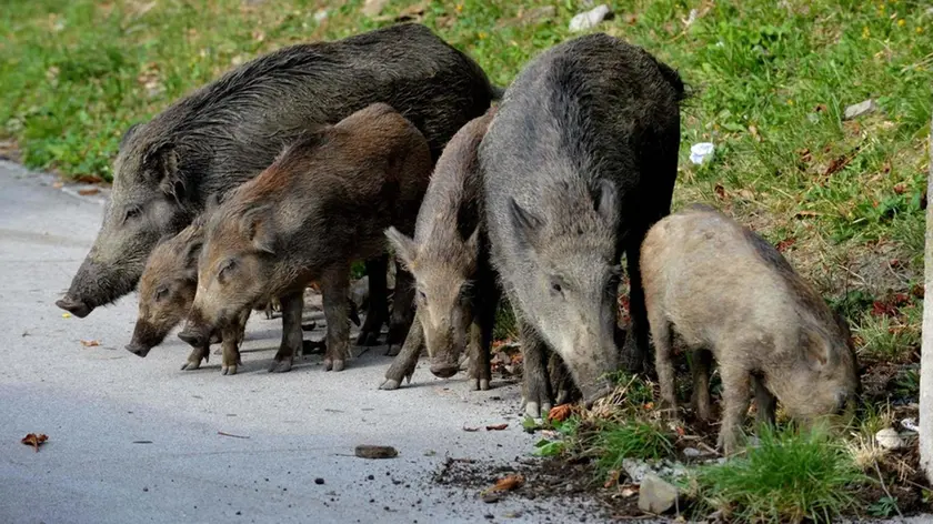 Una famiglia di cinghiali cerca del cibo
