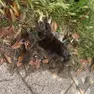 Il cadavere del gatto rinvenuto dalle volontarie che gestiscono la colonia