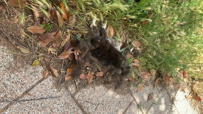 Il cadavere del gatto rinvenuto dalle volontarie che gestiscono la colonia
