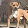 CANE AMSTAFF - AMERICAN STAFFORDSHIRE TERRIER