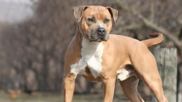 CANE AMSTAFF - AMERICAN STAFFORDSHIRE TERRIER